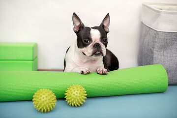 Pet fitness, sport and lifestyle concept. Boston Terrier dog, training, portrait in studio surrounded by sports equipment, yoga and fitness.