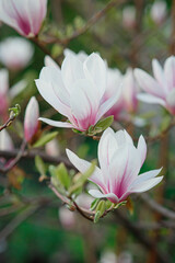 Obraz premium Blossoming white and pink pastel flowers of magnolia, buds, petals closeup, growing in spring park or botanical garden, seasonal colorful floral background, freshness and natural purity of springtime