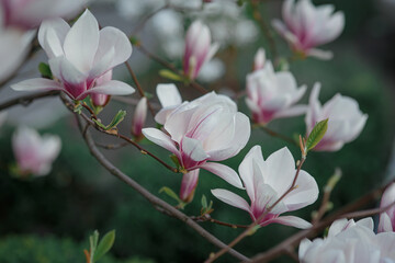Blooming magnolia tree with many gentle white and pink flowers, growing in spring park or botanical garden, with green background, seasonal wallpaper, symbol of springtime and blossoming of nature