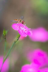 Syrphe sur une fleur rose