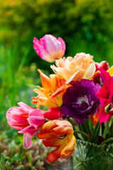 nice spring flowers - colorful tulips