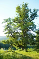 Trees in a forest, sanctified  by the sun in the back