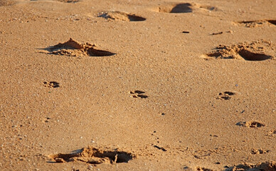 Obraz premium Footprints of people and pets in the sand of a beach
