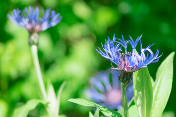 Blue flowers of cornflowers on green background