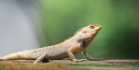 lizard on a rock