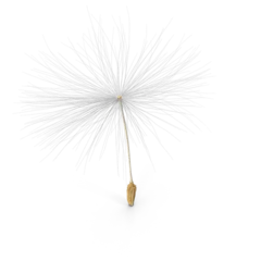 Fotobehang white dandelion © Sahan