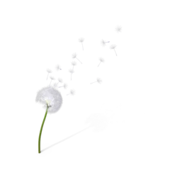 Fotobehang dandelion seeds on transparent background © Sahan
