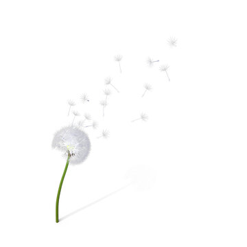 dandelion seeds on transparent background