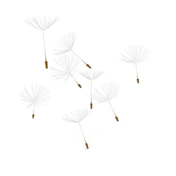 dandelion seeds on transparent