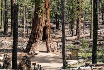 Tunnel Tree (Giant Sequoia) in Yosemite NP