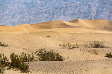 Fototapeta na wymiar Mesquite Sand Dunes in Death Valley NP