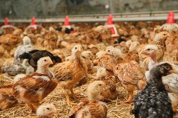 many young colorful pullet Chicken poultry on straw bedding farm industrial factory
