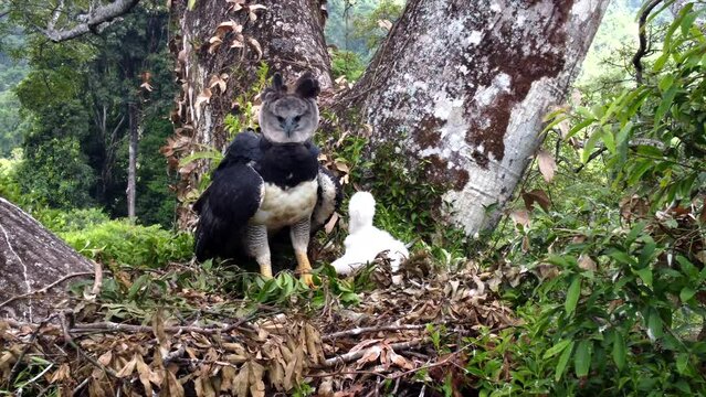 Harpy Eagle with chick on the nest