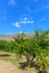 Fototapeta na wymiar Granatapfelbaum in Kato Zakros in Südostkreta, Griechenland