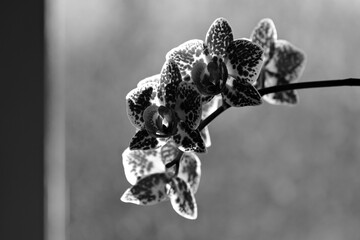 black and white blooming orchid flower branch