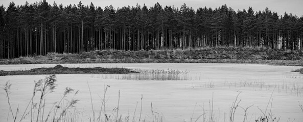 black and white panorama landscape with ice covered quarry pond and coniferous pine forest in...