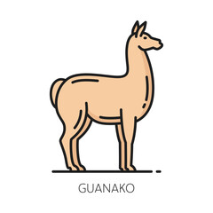 Guanako small horse of Argentina, llama animal