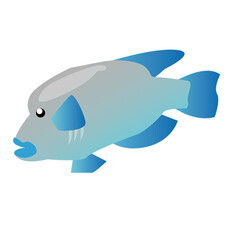 fish isolated on white background