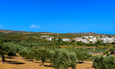 Olivenhain in Südoskreta bei Palekastro