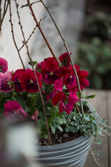 Spring door decorations, red pansies with dichondra and sticks