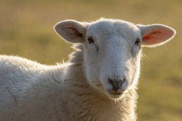 close up of a sheep