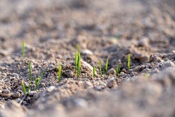 Young plants of winter wheat. Young wheat crop in a field. Field of young wheat, barley, rye. Young green wheat growing in soil.