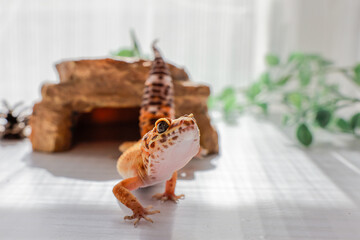 ヒョウモントカゲモドキ