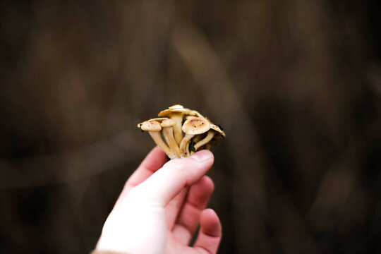 Cropped image of woman holding mushroom in forest