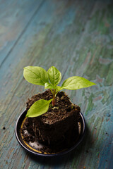 A small plant seedling with a root ball