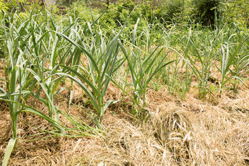 garlic in a bed mulched with hay, a permaculture method of growing plants