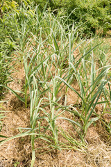 Obraz premium garlic in a bed mulched with hay