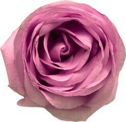 pink Rose, close up