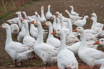 Group of white Ducks, Geese on a farm looking for food