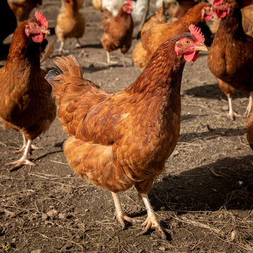 Photographie d'une poule pondeuse &eacute;lev&eacute;e en plein air.