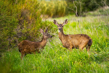 A mother deer and her fawn in the meadow. Two California Mule Deer (Odocoileus hemionus californicus) graze in the meadow.