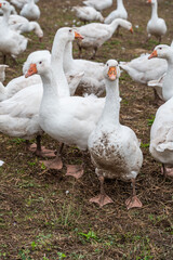 Close-up group of white Ducks, Geese on a farm looking for food