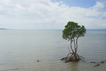 angrove tree on the beach
