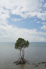 angrove　tree on the beach