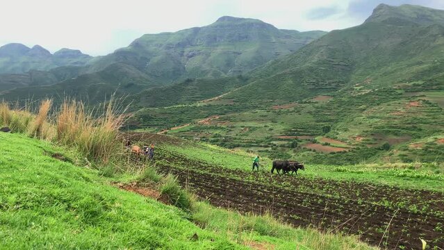 Lesotho farmers plough green corn field in mountain kingdom, Africa
