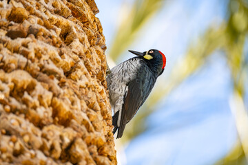 Acorn woodpecker sitting on a palm tree, California