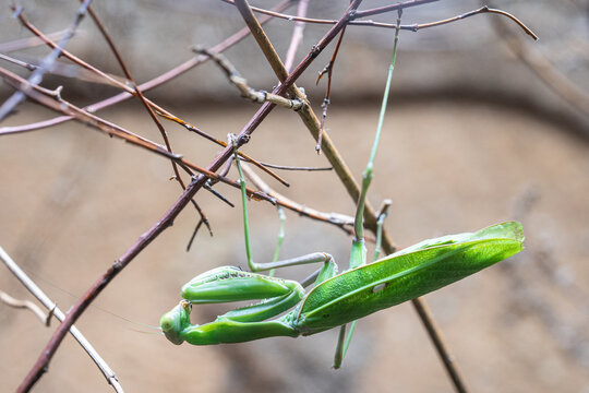 Giant African Mantis, Sphodromantis viridis