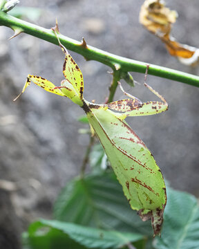 Philippine Walking Leaf , Phyllium philippinicum