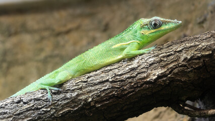 Cuban Knight Anole, Anolis equestris