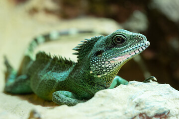 Asian Water Dragon, Physignathus cocincinus