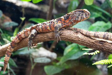 Chinese Crocodile Lizard, Shinisaurus crocodilurus
