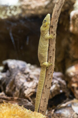 Bauers Chameleon Gecko, Eurydactylodes agricolae