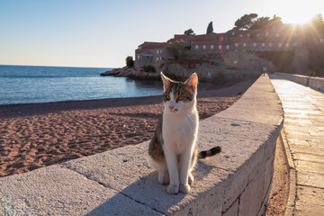 Cat walking on the tombolo walkway of idyllic island Sveti Stefan, Budva Riviera, Adriatic Mediterranean Sea, Montenegro, Europe. Summer vacation in exclusive luxury hotel resort at seaside
