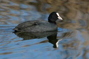 Eurasian Coot (Fulica atra) swimming