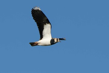 Northern Lapwing (Vanellus vanellus) in flight