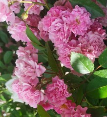 Pink hydrangea flowers in garden